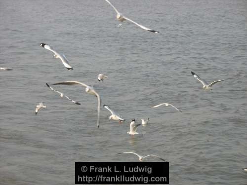 Bombay Harbour, Gulls, Bombay, Mumbai, India